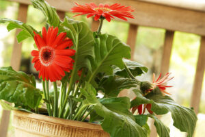 Gerbera Daisy Care How To Plant Grow And Help Them Thrive