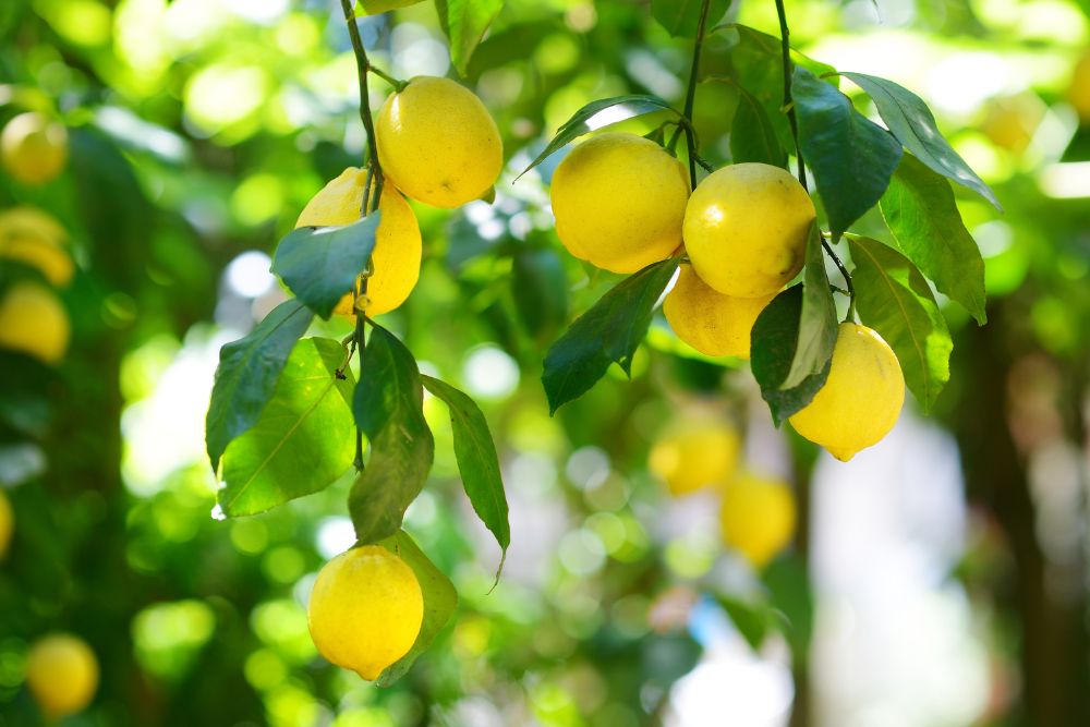 Types of Lemon Trees