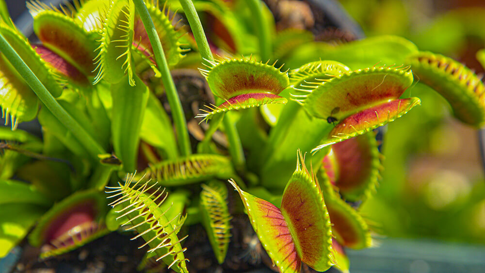 Venus Flytrap Care and Needs