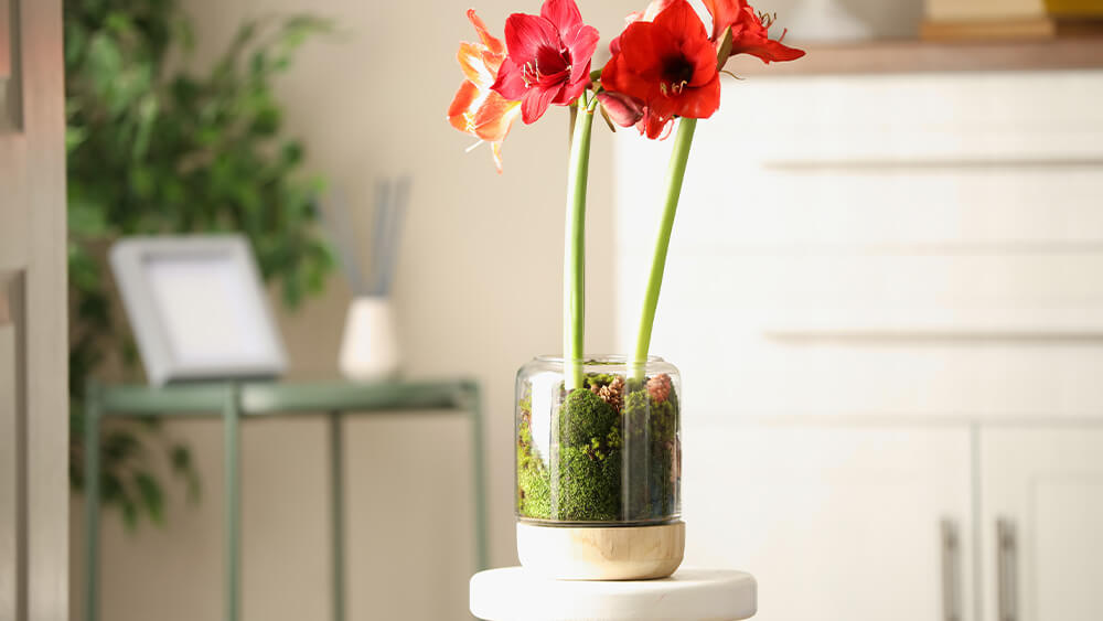 Blooming and Resting Periods for Amaryllis