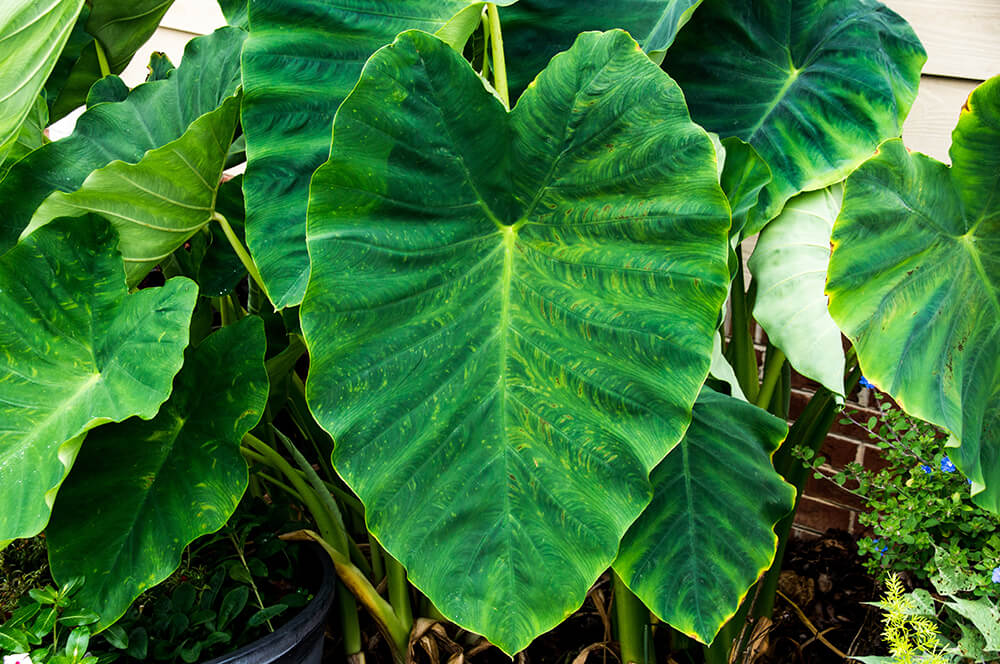 Elephant Ear Plant Blooming and Resting Periods