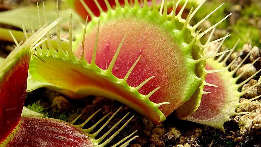 Common Pests and Diseases of Venus Flytraps