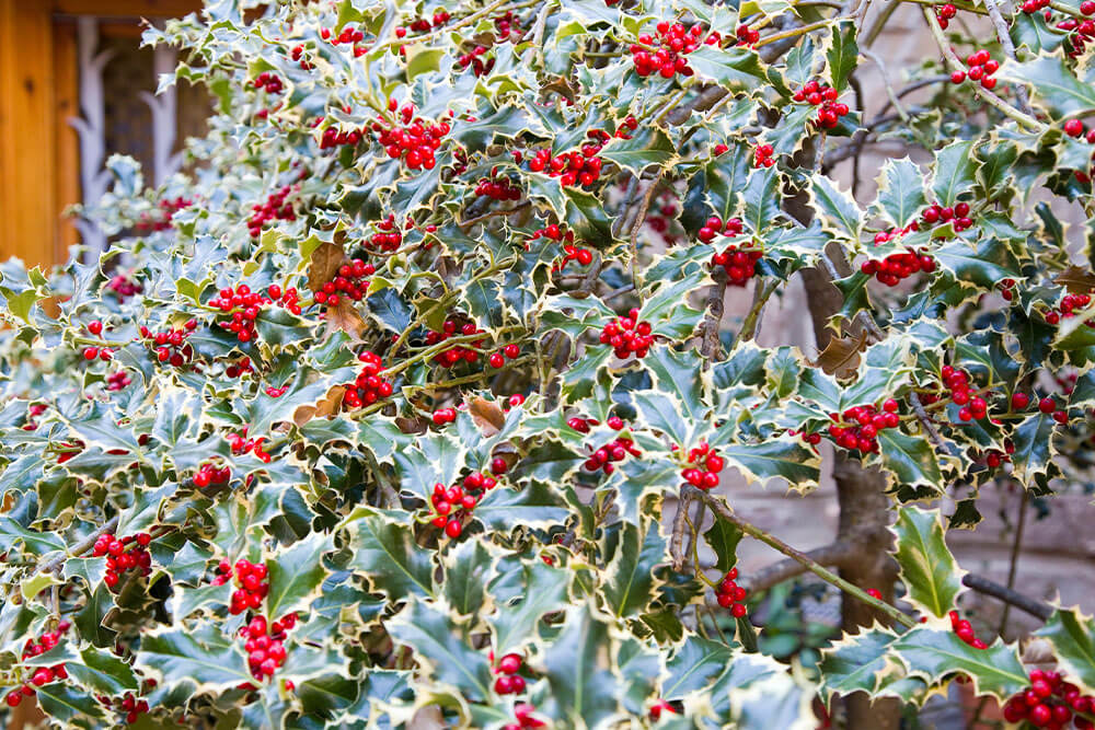 Ilex aquifolium