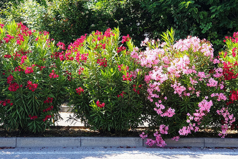 15 Fast Growing Shrubs for Privacy that will Elevate Your Yard