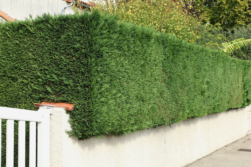 Cupressus x leylandii