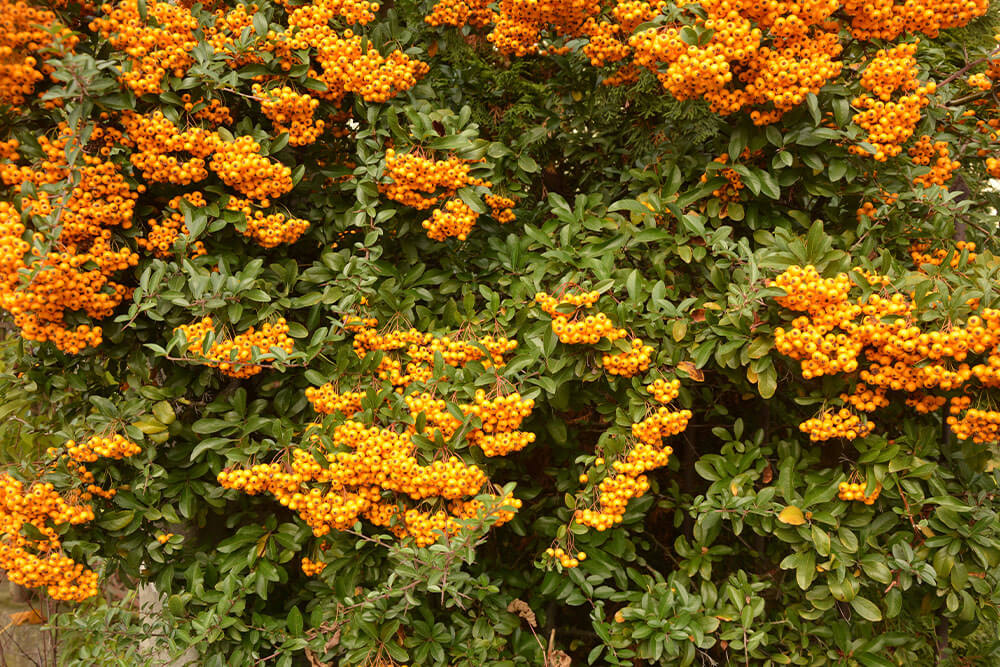 Pyracantha coccinea