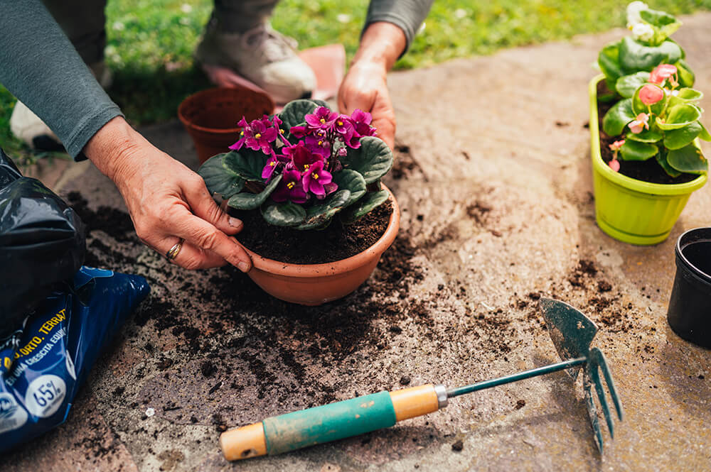 Growing African Violet Outside