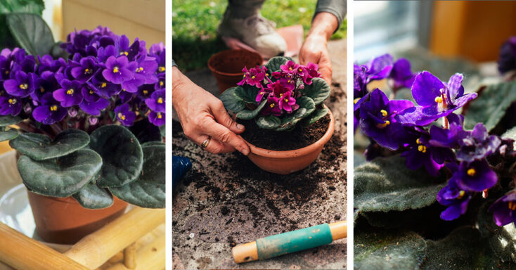 Featured image for African Violet Care – How to Plant, Grow and Help Them Thrive