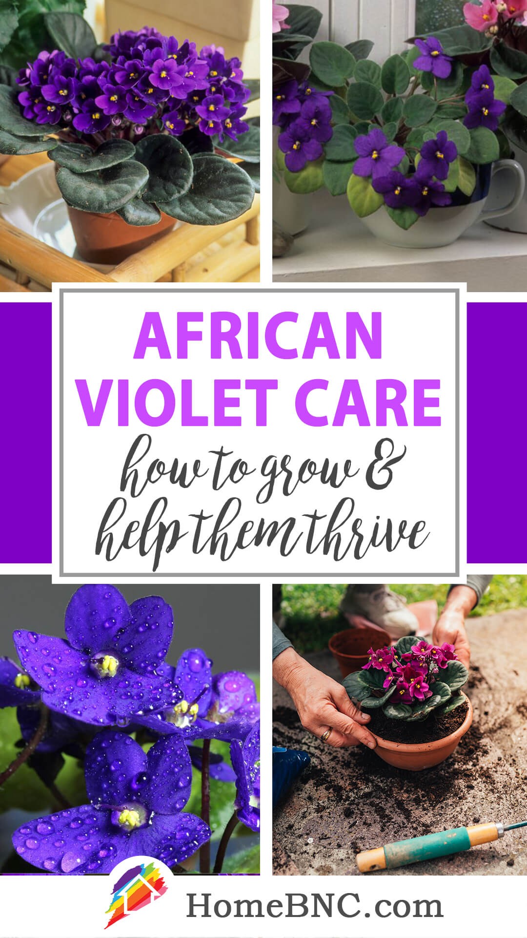 African Violet Care How To Plant Grow And Help Them Thrive 