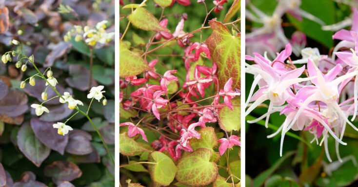 Featured image for Epimedium Care – How to Plant, Grow and Help Them Thrive