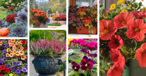 Fall Flowers in Containers