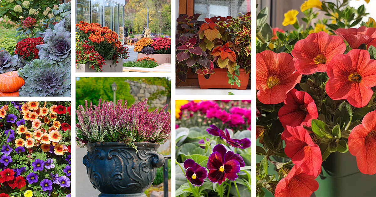 Featured image for “12 Fall Flowers for Pots that Create a Seasonal Look”