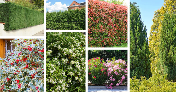 Featured image for 15 Fast Growing Shrubs for Privacy that will Elevate Your Yard