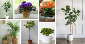 Best Plants for Living Rooms
