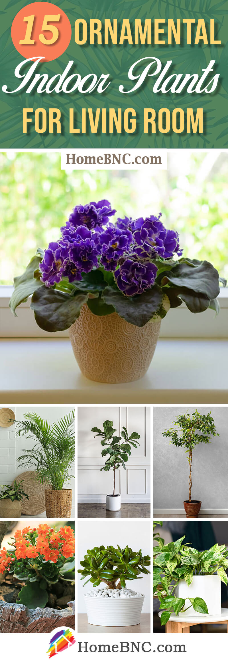 Indoors Plants for Living Room