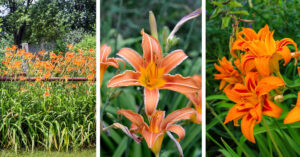How to grow and care for orange daylily