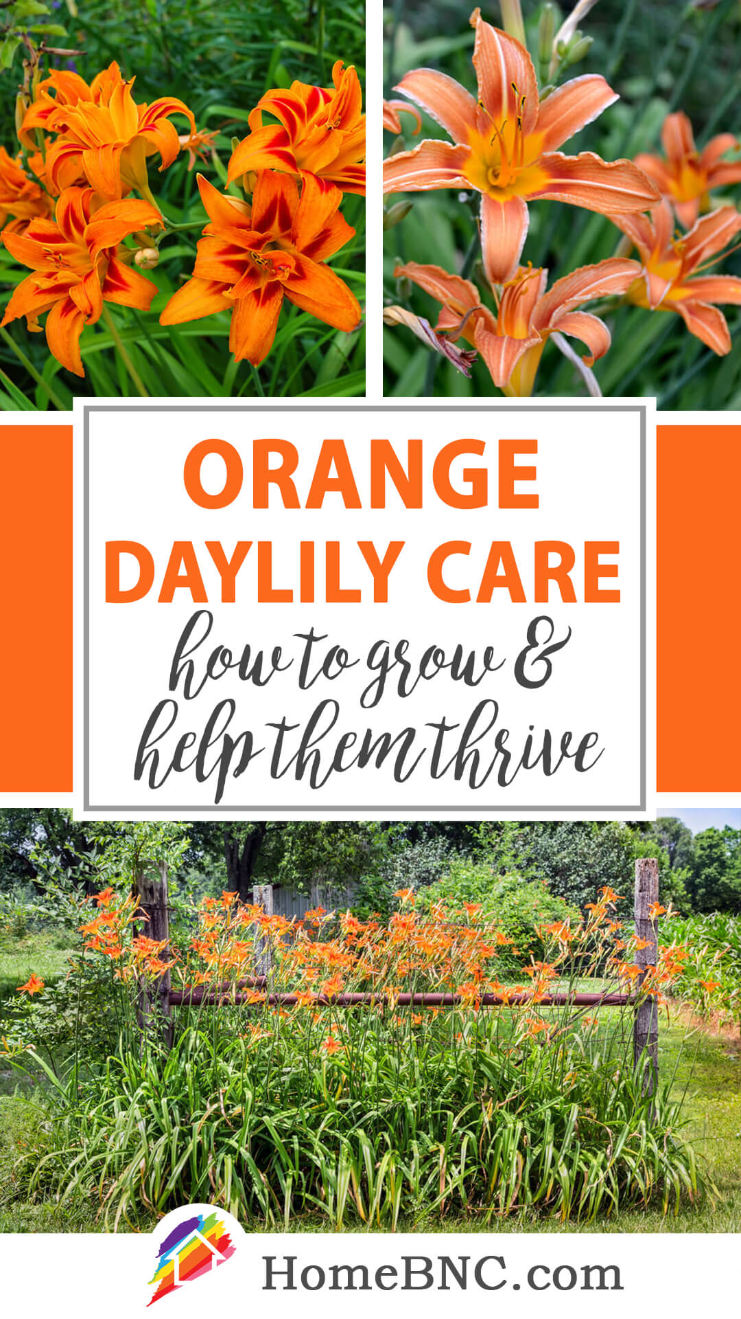 Orange Daylily Care