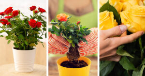 How to Grow Rose Indoors