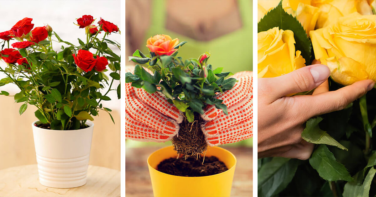 Featured image for “Rose Care – How to Plant, Grow and Help Them Thrive”