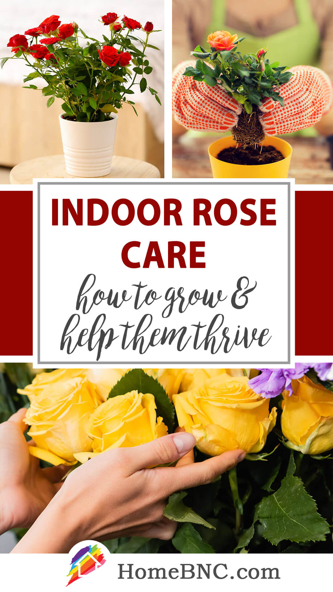 Rose Care