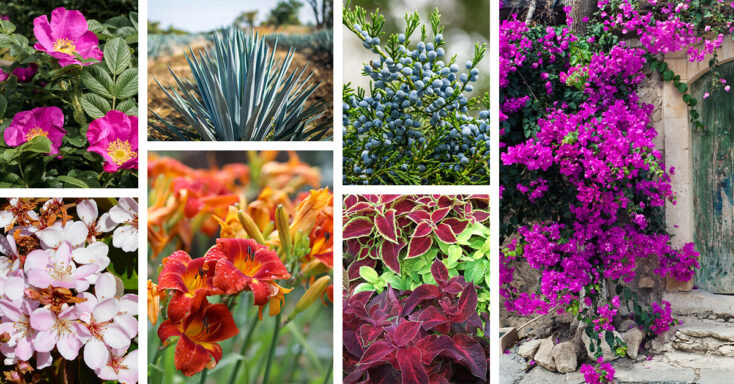 Featured image for 21 Salt-Tolerant Plants for Beach Landscaping that are Resilient