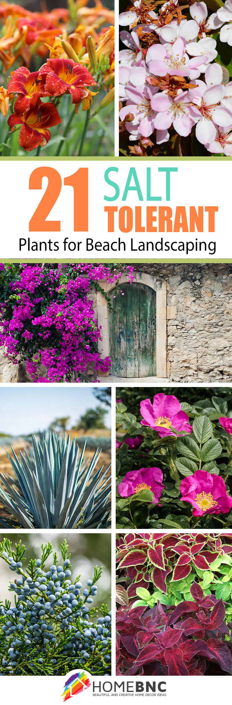 Salt-Tolerant Plants for Beach Landscaping