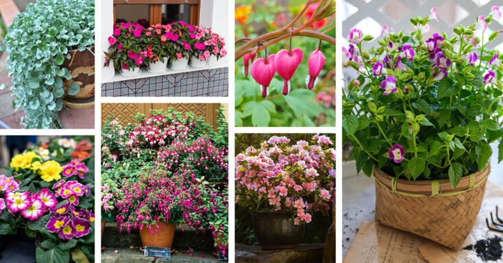 Featured image for 18 Shade Plants for Pots that Brighten Up Your Garden