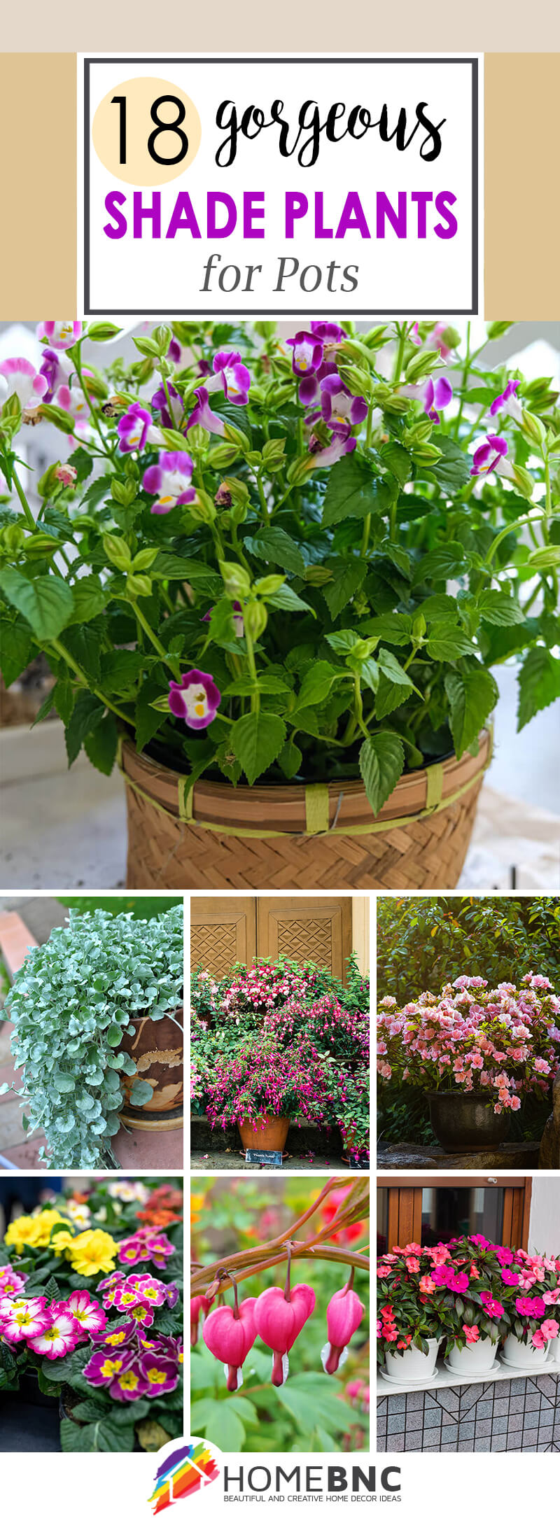 Shade Plants for Pots