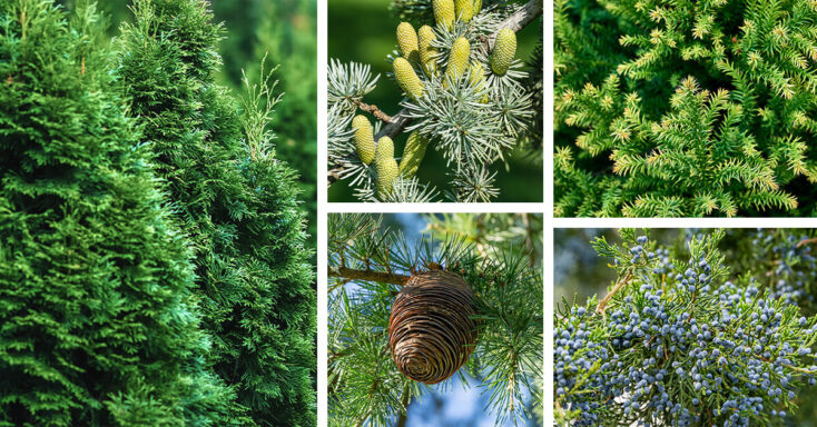 Featured image for 13 Lush Types of Cedar Trees that are Great for Privacy