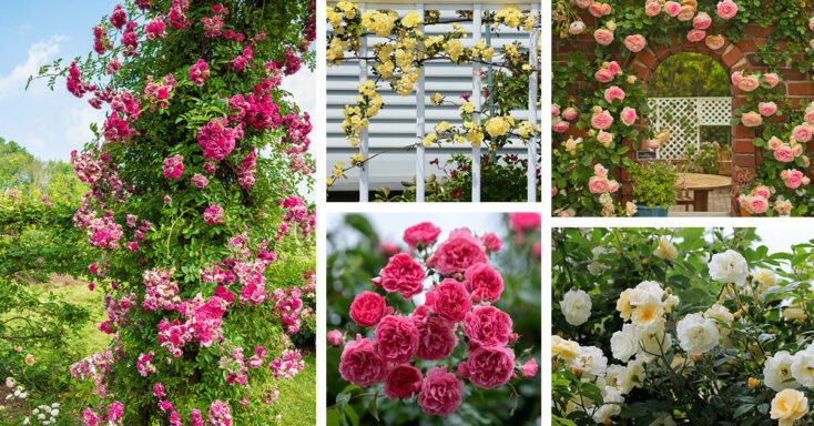 Featured image for 10 Types of Climbing Roses that Elevate Your Garden