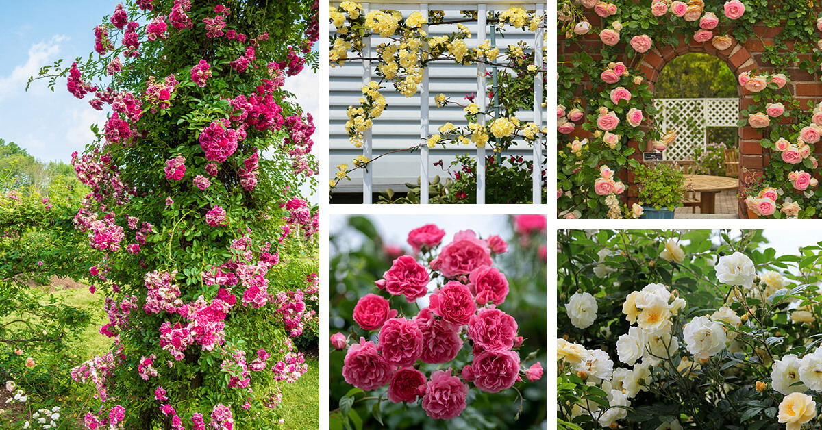 Featured image for “10 Types of Climbing Roses that Elevate Your Garden”