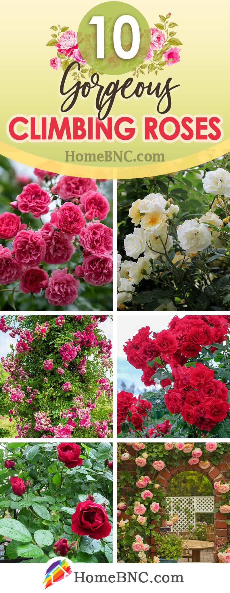 Types of Climbing Roses