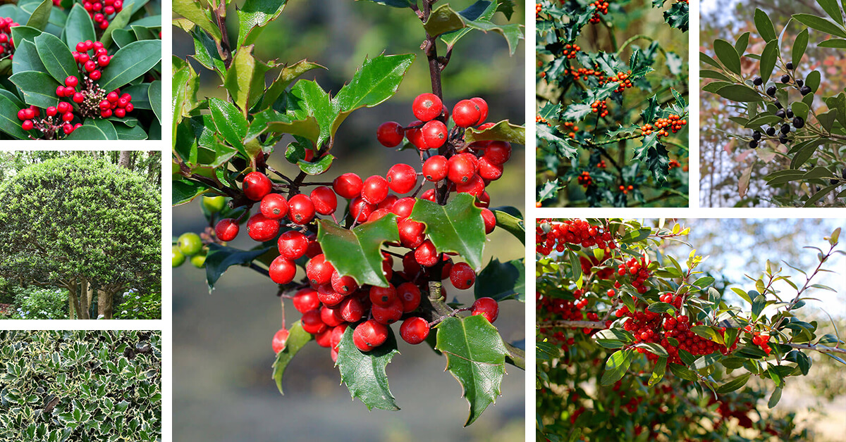 Featured image for “12 Types of Holly Plants that Look Great Year Round”