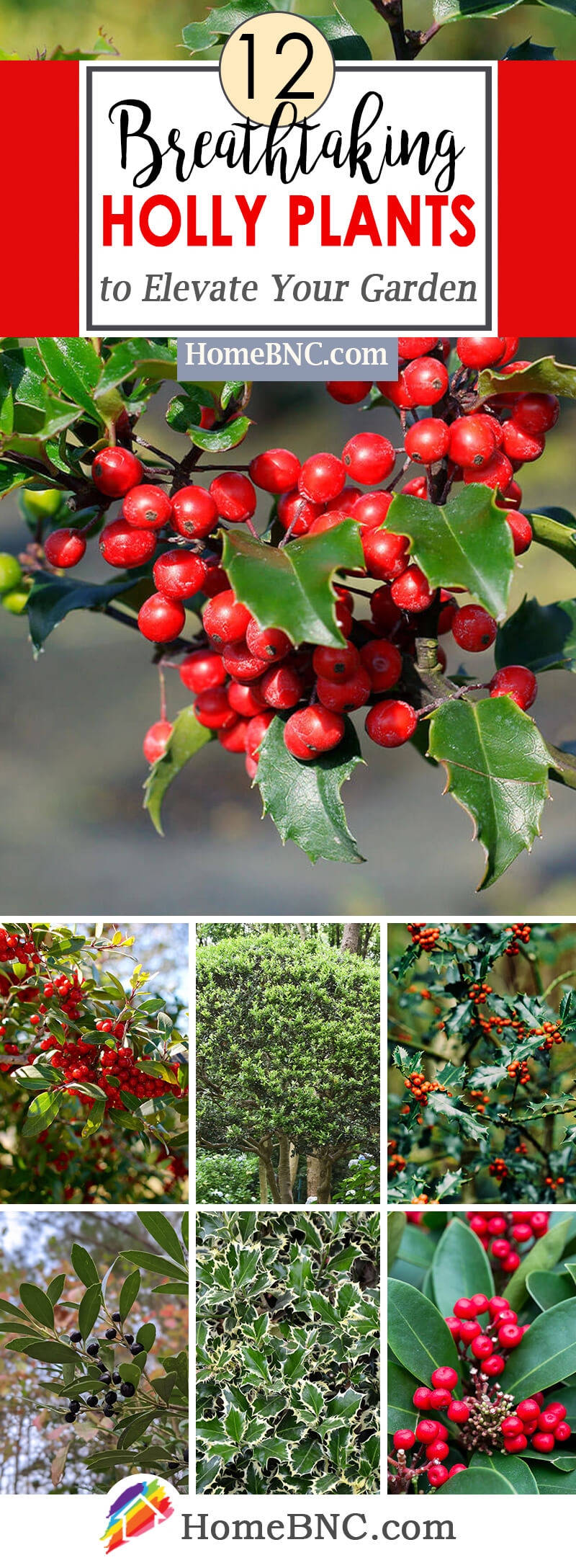 Types of Holly Plants