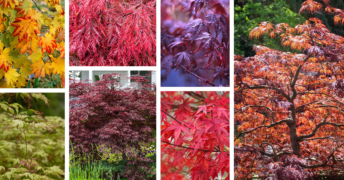 Featured image for “18 Types of Japanese Maples with Different Shapes and Colors”