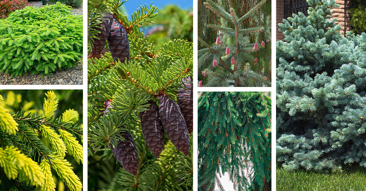Featured image for “14 Types of Spruce Trees that Give Structure to Your Garden”
