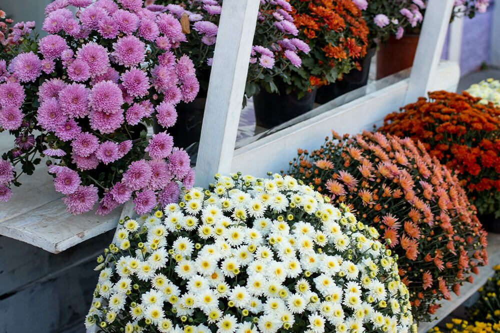 Chrysanthemum Blooming and Resting Periods
