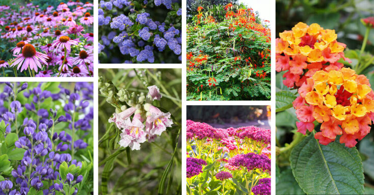 Featured image for 15 Drought-tolerant Plants You Won’t Have to Water