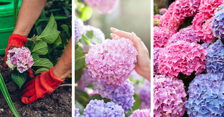 Featured image for Hydrangea Care – How to Plant, Grow and Help Them Thrive