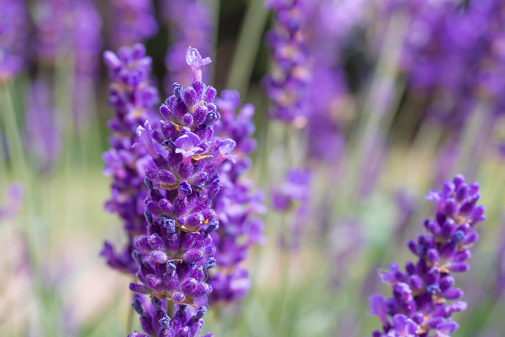 Lavender Blooming and Resting Periods