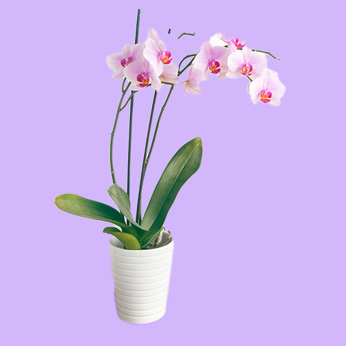 Orchid care guide