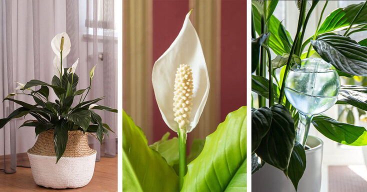 Featured image for Peace Lily Care – How to Plant, Grow and Help Them Thrive