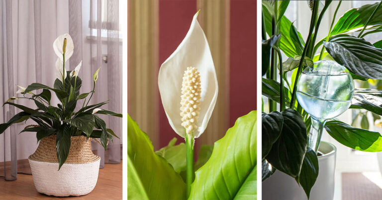 Peace Lily Care