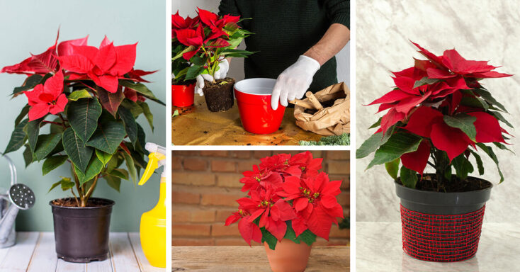 Featured image for Poinsettia Care – How to Plant, Grow and Help Them Thrive