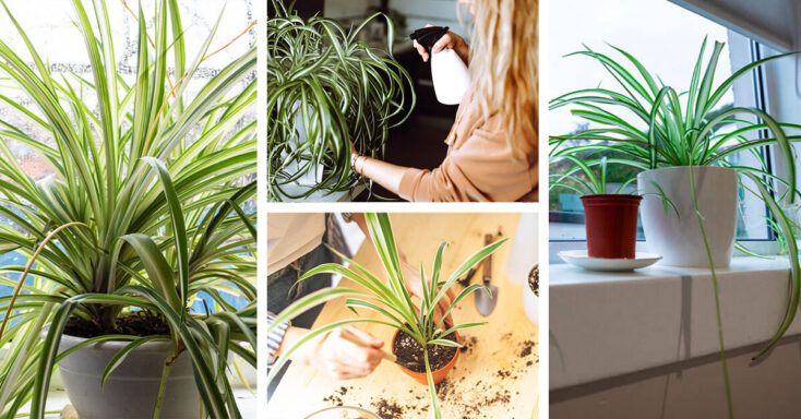 Featured image for Spider Plant Care – How to Plant, Grow and Help Them Thrive