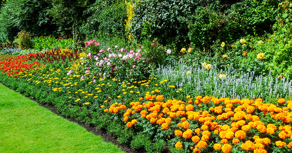 Marigold Care: Blooming and Resting Periods