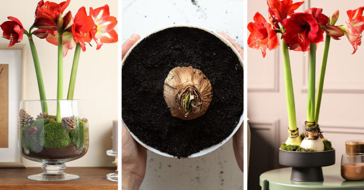 Featured image for Amaryllis Care – How to Plant, Grow and Help Them Thrive