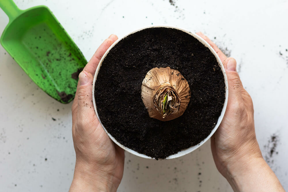 Potting and Repotting