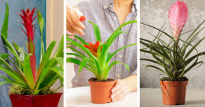 Bromeliads Care