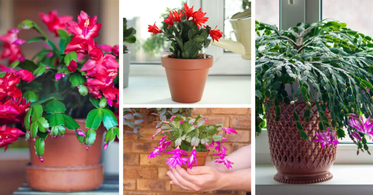 Featured image for Christmas Cactus Care – How to Plant, Grow and Help Them Thrive